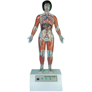 Microcomputer human heart cycle and size cycle demonstrator (natural size)